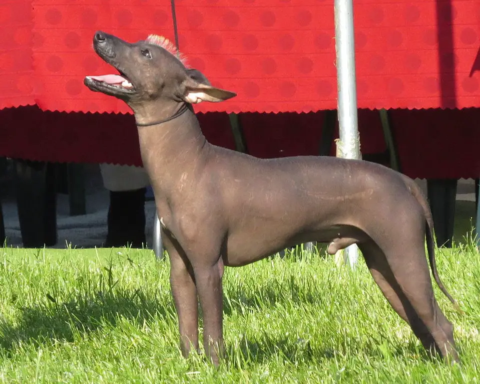 Ecuadorian Hairless Dog Wikiwand