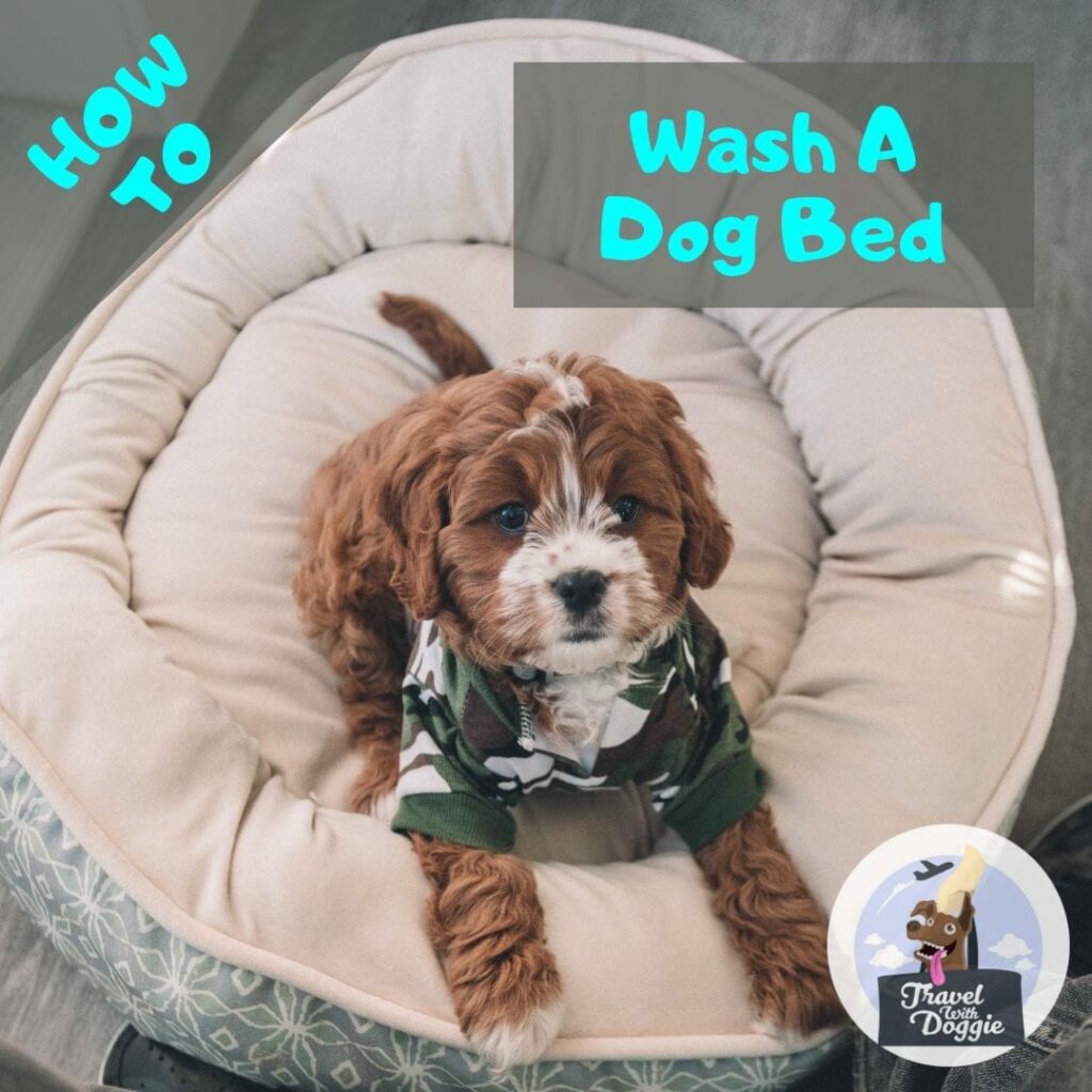 6 Simple Steps To Wash a Dog Bed Travel With Doggie