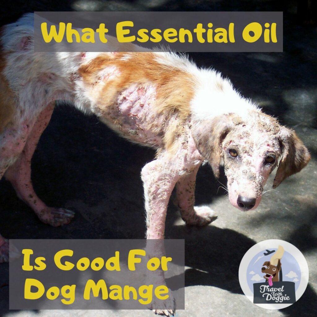 7 Essential Oil That Is Good For Dog Mange – Travel With Doggie
