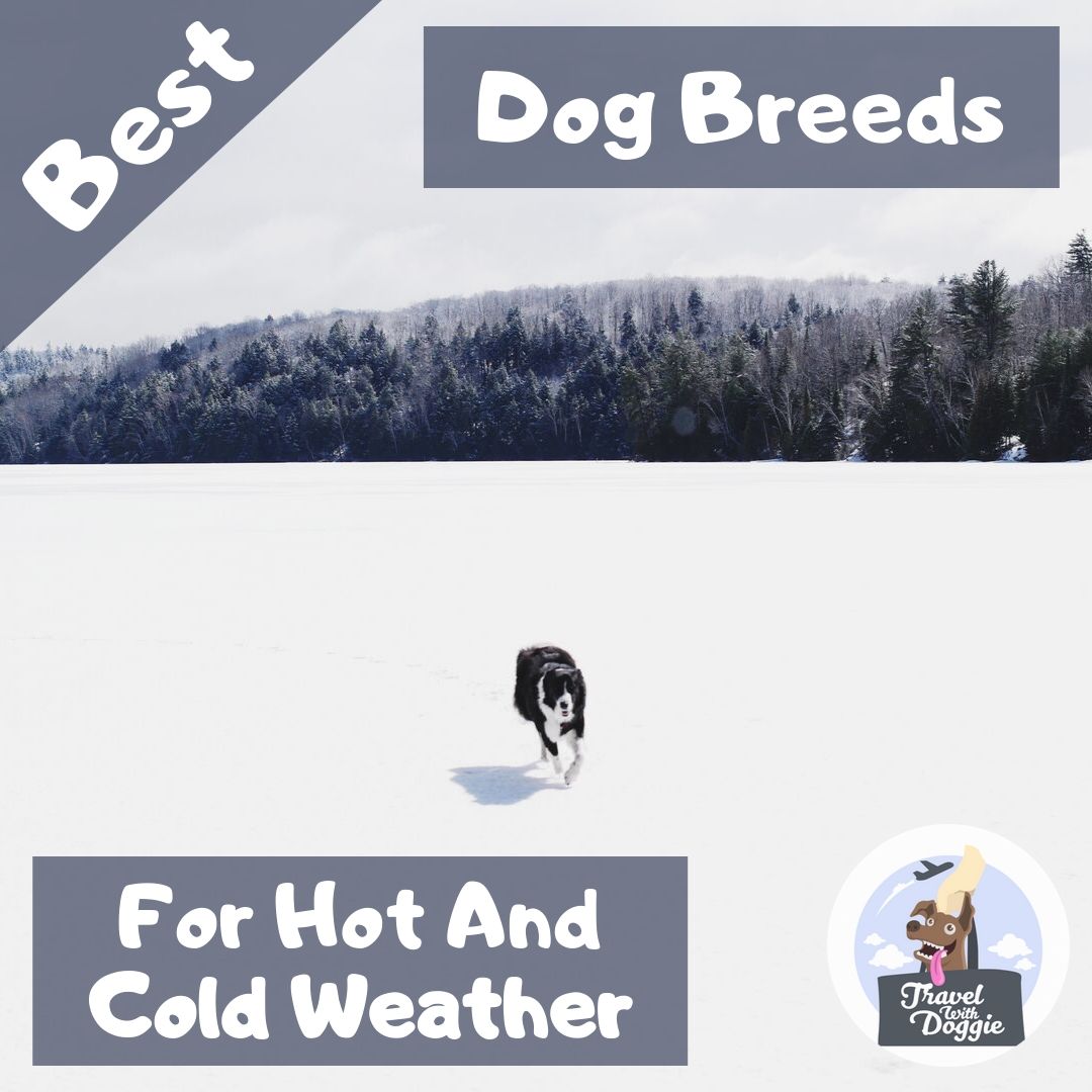 best dog breed for hot and cold weather