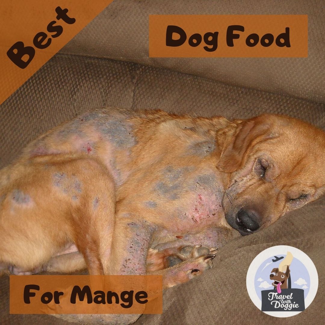 Best Dog food For Mange | Travel With Doggie