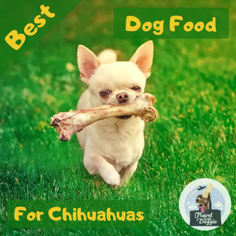 Best Dog Food For Chihuahuas Travel With Doggie